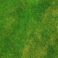 Pelouse abîmée : comment y remédier ?