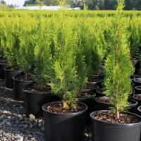 Les principaux avantages des pots géotextiles pour le jardinage