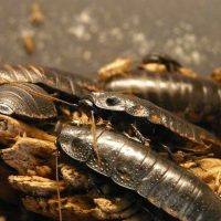 Quelles solutions pour se débarrasser des blattes ?
