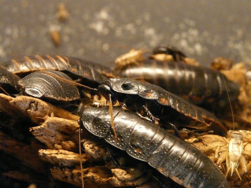 Quelles solutions pour se débarrasser des blattes ?