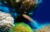 Aquarium cylindrique : Koller Products, Fish Wonder ou TETRA-AquaArt ?