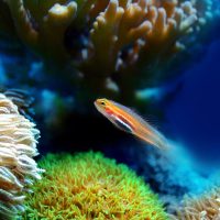 Aquarium cylindrique : Koller Products, Fish Wonder ou TETRA-AquaArt ?