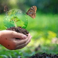 Nos conseils pour favoriser la biodiversité dans votre jardin