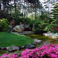 L&rsquo;art de combiner l&rsquo;eau et la végétation pour un jardin apaisant