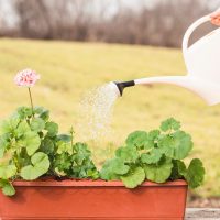 L&rsquo;art de la conservation de l&rsquo;eau dans votre jardin en été : nos astuces !