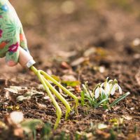 Quelles sont les stratégies efficaces pour gérer les mauvaises herbes en été?