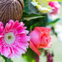 Top 5 des fleurs d&rsquo;été les plus colorées pour créer un jardin éclatant !