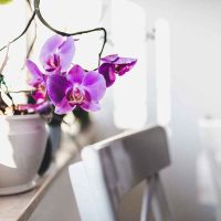 Décoration florale d&rsquo;intérieur : les tendances du moment