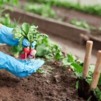 Les erreurs courantes à éviter pour un potager productif 