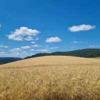 L&rsquo;importance de l&rsquo;analyse du terrain dans la conception d&rsquo;un plan paysager