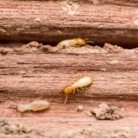 Comment savoir si votre maison est infestée de termites ?