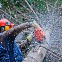 Abattage d&rsquo;arbres : les 6 étapes clés pour une coupe sécurisée
