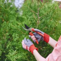 Élagage de conifères : les techniques pour garder un arbre en santé