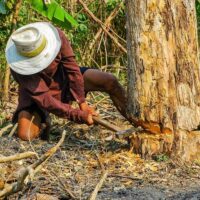 Comment savoir si mon arbre a besoin d&rsquo;un haubanage ? Les 5 signes qui ne trompent pas