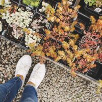 Jardinerie : astuces pro pour booster vos plantations