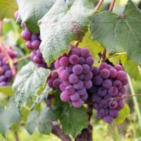 Greffage sur table de la vigne : les pépiniéristes face à la demande mondiale