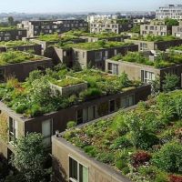 La toiture végétalisée, une solution pour lutter contre les îlots de chaleur