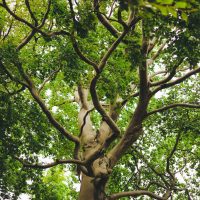 Arbre : pourquoi choisir un arbalèteur qualifié pour votre haubanage ?