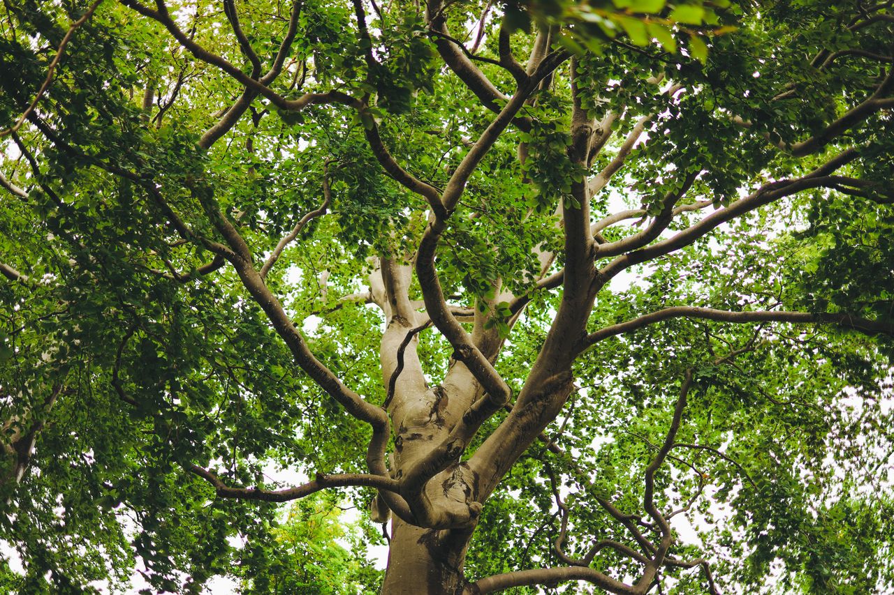 arbre