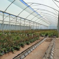 Protection phytosanitaire par drone : législation et efficacité en pépinière
